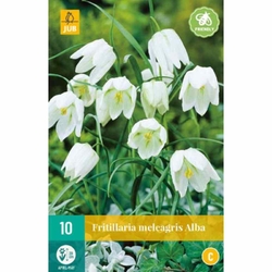 Řepčík - Fritillaria Meleagris Alba - 10 cibulí