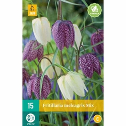 Řepčík - Fritillaria Meleagris Mix - 15 cibulí
