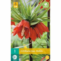 Řepčík - Fritillaria Imperialis Rubra - 1 cibule