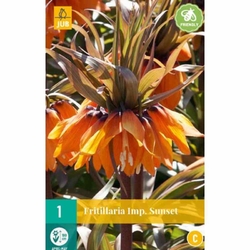Řepčík - Fritillaria Sunset - 1 cibule