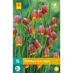 Řepčík - Fritillaria Uva Vulpis - 15 cibulí