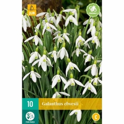 Sněženka - Galanthus Elwesii - 10 cibulí Sněženka - Galanthus Elwesii - 10 cibulí