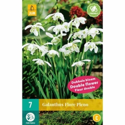 Sněženka - Galanthus Flore Pleno - 7 cibulí Sněženka - Galanthus Flore Pleno - 7 cibulí