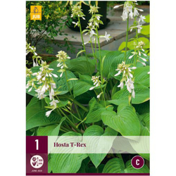 Hosta T-REX - 1 hlíza