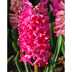 Hyacinth Jan Bos - 5 ks Hyacinth Jan Bos - 5 ks
