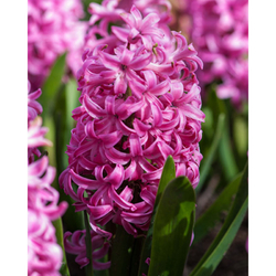 Hyacinth Pink Pearl - 5 ks Hyacinth Pink Pearl - 5 ks