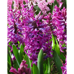 Hyacinth Woodstock - 5 ks Hyacinth Woodstock - 5 ks