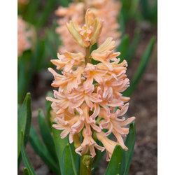 Hyacinth Single Gipsy Queen - 5 ks Hyacinth Single Gipsy Queen - 5 ks