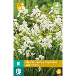Hispanica White - 10 ks
