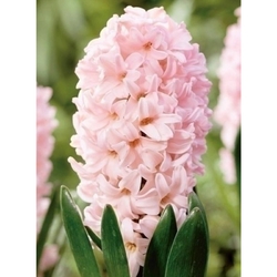 Box - Apricot Passion (40 cibulí)