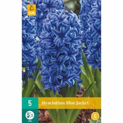 Hyacint Single Blue Jacket  - 5 ks Hyacint Single Blue Jacket  - 5 ks