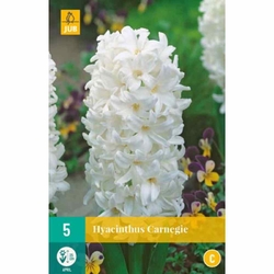 Hyacinth Single Carnegie - 5 ks Hyacinth Single Carnegie - 5 ks