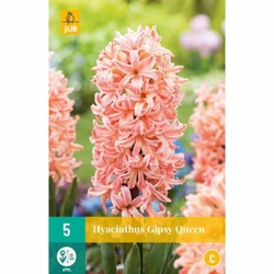 Hyacinth Single Gipsy Queen - 5 ks