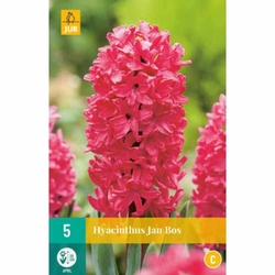 Hyacinth Jan Bos - 5 ks Hyacinth Jan Bos - 5 ks