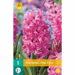 Hyacinth Pink Pearl - 5 ks Hyacinth Pink Pearl - 5 ks