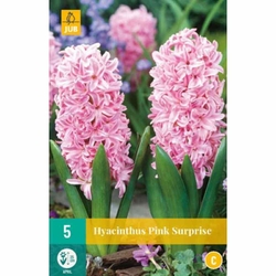 Hyacinth Pink Surprise - 5 ks Hyacinth Pink Surprise - 5 ks