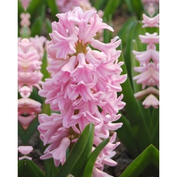 Box - Pink Surprise (40 cibulí)