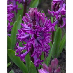 Box - Purple Sensation (40 cibulí)