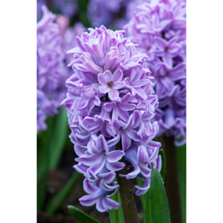 Hyacinth Splendid Cornelia - 5 ks Hyacinth Splendid Cornelia - 5 ks