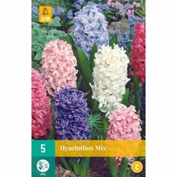 Hyacinth Single - Mix - 5 ks Hyacinth Single - Mix - 5 ks