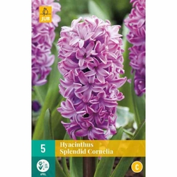 Hyacinth Splendid Cornelia - 5 ks