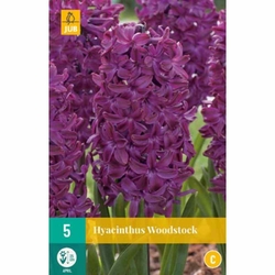 Hyacinth Woodstock - 5 ks Hyacinth Woodstock - 5 ks