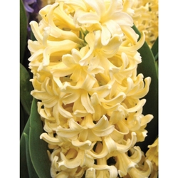 Hyacinth Yellowstone - 5 ks Hyacinth Yellowstone - 5 ks