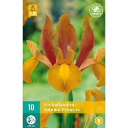 Iris Hollandica Autumn Princes - 10 ks