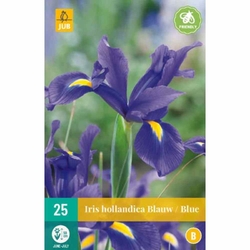 Iris Hollandica Blue - 25 ks Iris Hollandica Blue - 25 ks