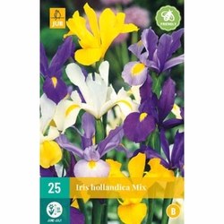 Iris Hollandica Mix - 25 ks