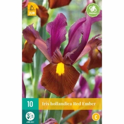 Iris Hollandica Red Ember - 10 ks Iris Hollandica Red Ember - 10 ks