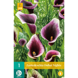 Kala - (Kornoutice) Zantedeschia DUBAI NIGHTS - 1 cibule