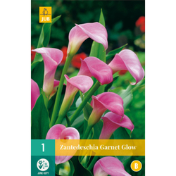 Kala - (Kornoutice) Zantedeschia GARNET GLOW - 1 cibule