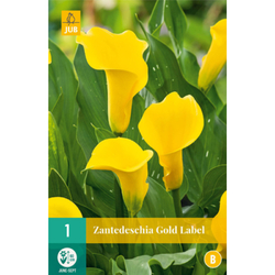 Kala - (Kornoutice) Zantedeschia GOLD LABEL - 1 cibule
