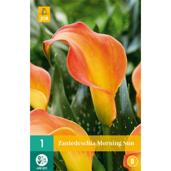 Kala - (Kornoutice) Zantedeschia MORNING SUN - 1 cibule