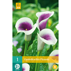 Kala - (Kornoutice) Zantedeschia PICASSO - 1 cibule