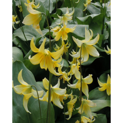 Erythronium Pagoda - květ