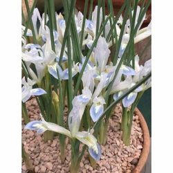 Iris Frozen Planet - květ
