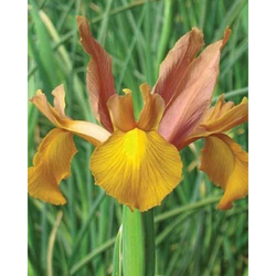 Iris Hollandica Autumn Princes - květ