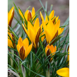 Crocus Angustifolius - 15 ks Crocus Angustifolius - 15 ks