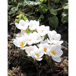 Crocus Ard Schenk - 15 ks Crocus Ard Schenk - 15 ks