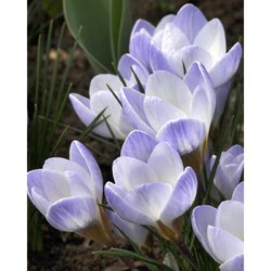 Crocus Blue Pearl - květ
