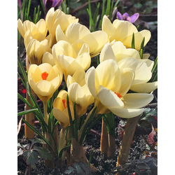 Crocus Cream Beauty - 15 ks Crocus Cream Beauty - 15 ks