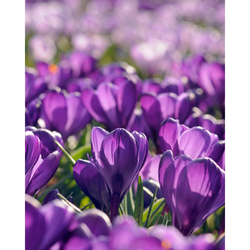 Crocus Flower Record - 10 ks Crocus Flower Record - 10 ks