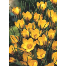 Crocus Fuscotinctus - 15 ks Crocus Fuscotinctus - 15 ks