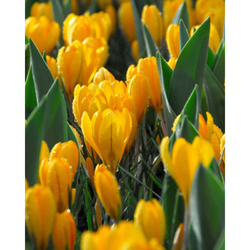 Crocus Mix - Golden Yellow