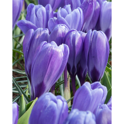 Crocus Grand Maitre - 10 ks Crocus Grand Maitre - 10 ks