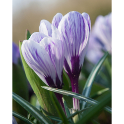 Crocus Pickwick - 10 ks Crocus Pickwick - 10 ks