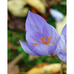 Crocus Sativus - Šafránový krokus - 10 ks Crocus Sativus - Šafránový krokus - 10 ks