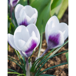 Crocus Prins Claus - 15 ks Crocus Prins Claus - 15 ks